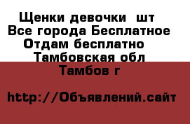 Щенки девочки 4шт - Все города Бесплатное » Отдам бесплатно   . Тамбовская обл.,Тамбов г.